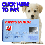 click-here-to-pay